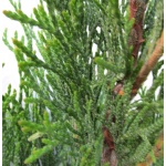Thuja occidentalis Smaragd - Żywotnik zachodni Smaragd - Thuja occidentalis Emeraude - Żywotnik zachodni Emeraude C1,5 20-30cm 