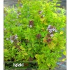 Thymus citriodorus Aureus - Macierzanka cytrynowa Aureus - fioletowe, wys. 15, kw 6/7 C0,5 