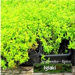 Thymus citriodorus Aureus - Macierzanka cytrynowa Aureus - fioletowe, wys. 15, kw 6/7 C0,5 