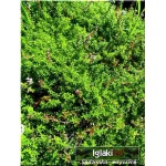Thymus citriodorus Aureus - Macierzanka cytrynowa Aureus - fioletowe, wys. 15, kw 6/7 FOTO
