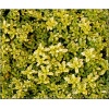 Thymus citriodorus E.B. Anderson - Macierzanka cytrynowa E.B. Anderson - różowe, złoto-żółte, wys. 15, kw. 6/8 C0,5