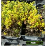 Thymus citriodorus Golden Dwarf - Macierzanka cytrynowa Golden Dwarf - jasnozielone liście, wys. 15, kw. 6/8 FOTO