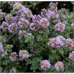 Thymus citriodorus Silver King - Macierzanka cytrynowa Silver King - różowe, wys. 15, kw 6/8 C2 xxxy