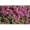 Thymus doerfleri Bressingham Seedling - Macierzanka Doerflera Bressingham Seedling - różowe, wys. 8, kw. 6/8 C0,5 
