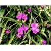 Tradescantia andersoniana Valour - Trzykrotka wirginijska Valour - fioletowo-różowe, wys. 45, kw. 5/10 C0,5