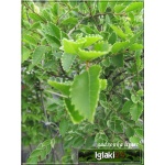 Ulmus parvifolia Geisha - Wiąz drobnolistny Geisha PA FOTO