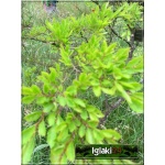 Ulmus parvifolia Geisha - Wiąz drobnolistny Geisha PA FOTO