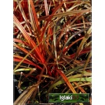 Uncinia rubra - Uncinia czerwona - czerwony liść, wys. 30, kw. 5/6 C2 xxxy