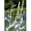 Verbascum bombyciferum - Dziewanna omączona - żółte, wys. 180, kw 6/9 FOTO 