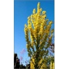 Verbascum olympicum - Dziewanna olimpijska - żółta, wys 50/200, kw 6/8 FOTO 