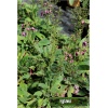 Verbascum Plum Smokey - Dziewanna Plum Smokey - ciemnoróżowy, wys 20/40, kw 6/8 FOTO