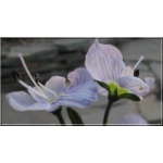 Veronica gentianoides - Przetacznik goryczkowaty - niebieski, wys 20/50, kw 5/6 C0,5
