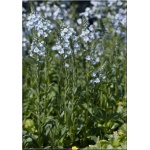 Veronica gentianoides - Przetacznik goryczkowaty - niebieski, wys 20/50, kw 5/6 C0,5