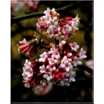 Viburnum bodnantense Dawn - Kalina bodnantska Dawn - różowe FOTO