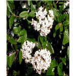 Viburnum burkwoodii Conoy - Kalina Burkwooda Conoy - białe FOTO