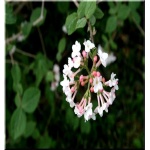 Viburnum burkwoodii - Kalina Burkwooda - różowo-białe FOTO