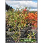 Viburnum burkwoodii - Kalina Burkwooda - różowo-białe FOTO