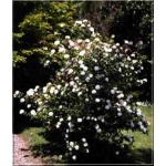 Viburnum carlcephalum - Kalina angielska - białe FOTO