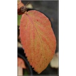 Viburnum carlcephalum - Kalina angielska - białe FOTO