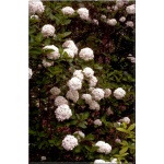 Viburnum carlcephalum - Kalina angielska - białe PA FOTO