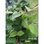Viburnum carlesii Juddii - Kalina koreańska Juddii FOTO