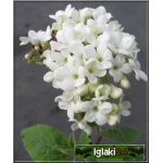 Viburnum carlesii - Kalina koreańska - białe PA FOTO