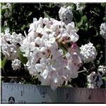 Viburnum carlesii - Kalina koreańska - białe PA FOTO