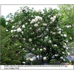Viburnum carlesii - Kalina koreańska - białe FOTO