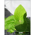 Viburnum carlesii - Kalina koreańska - białe FOTO