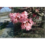 Viburnum farreri - Kalina wonna - biało-różowe FOTO
