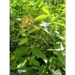 Viburnum lantana - Kalina hordowina - białe C3 80-100cm
