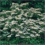 Viburnum plicatum Mariesii - Kalina japońska Mariesii - białe FOTO