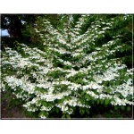 Viburnum plicatum Mariesii - Kalina japońska Mariesii - białe FOTO