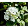 Viburnum plicatum Rotundifolia - Kalina japońska Rotundifolia - białe FOTO