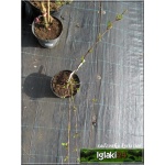Viburnum plicatum Rotundifolia - Kalina japońska Rotundifolia - białe FOTO