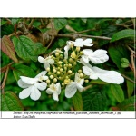 Viburnum plicatum Summer Snowflake - Kalina japońska Summer Snowflake - białe FOTO