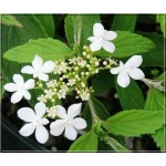 Viburnum plicatum Summer Snowflake - Kalina japońska Summer Snowflake - białe FOTO