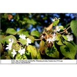 Viburnum plicatum Tomentosum - Kalina japońska Tomentosum - białe FOTO