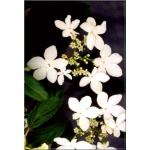 Viburnum plicatum Watanabe - Kalina japońska Watanabe - białe FOTO
