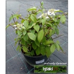 Viburnum plicatum Watanabe - Kalina japońska Watanabe - białe FOTO