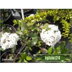 Viburnum pragense - Kalina pragense - Kalina praska - kremowo-białe C2 20-30cm   