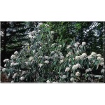 Viburnum rhytidophyllum - Kalina sztywnolistna - kremowo-białe FOTO