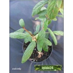 Viburnum rhytidophyllum - Kalina sztywnolistna - kremowo-białe FOTO