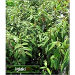 Viburnum rhytidophyllum - Kalina sztywnolistna - kremowo-białe C5 20-50cm