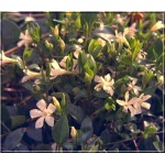 Vinca minor Alba - Barwinek mniejszy Alba - Barwinek pospolity Alba - białe  kwiaty zielony liść, wys. 15, kw 3/5 FOTO