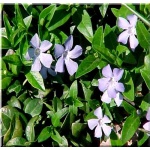 Vinca minor - Barwinek mniejszy - Barwinek pospolity - zielony niebieskie kwiaty zielony liść, wys. 30, kw 4/5 C0,5 