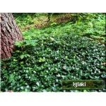 Vinca minor - Barwinek mniejszy - Barwinek pospolity - zielony niebieskie kwiaty zielony liść, wys. 30, kw 4/5 C0,5 