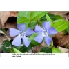 Vinca minor - Barwinek mniejszy - Barwinek pospolity - zielony niebieskie kwiaty zielony liść, wys. 30, kw 4/5 C1 xxxy