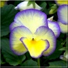 Viola cornuta Etain - Fiołek rogaty Etain - kremowo-fioletowe, wys. 15, kw. 5/9 FOTO
