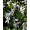 Viola sororia Freckles - Fiołek motylkowaty Freckles - niebieskie, wys. 15, kw. 4/5 C2 xxxy